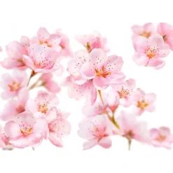 Kneipp Soft Skin Massageolie